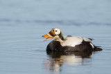 spectacled eider(Somateria fischeri)