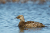 spectacled eider (f.)(Somateria fischeri)