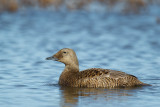 spectacled eider (f.)<br><i>(Somateria fischeri)</i>