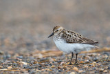 semipalmated sandpiper<br><i>(Calidris pusilla)</i>