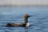 pacific loon(Gavia pacifica)