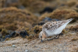 red-necked stint(Calidris ruficollis)