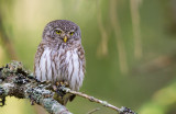 pygmy owl<br><i>(Glaucidium passerinum; NL: dwerguil)</i>