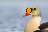 king eider(Somateria spectabilis, NL: koningseider)