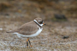 semipalmated plover<br><i>(Charadrius semipalmatus; NL: amerikaanse bontbekplevier)</i>