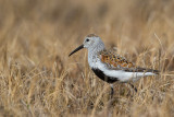 dunlin(Calidris alpina; NL: bonte strandloper)