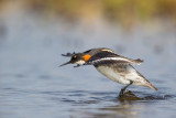 red-necked phalarope(Phalaropus lobatus; NL: grauwe franjepoot)