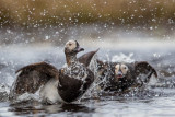 long-tailed duck(Clangula hyemalis; NL: ijseend)