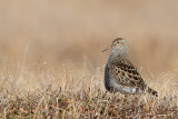 pectoral sandpiper(Calidris melanotos)