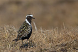 american golden plover(Pluvialis dominica)