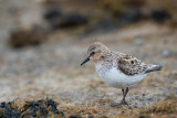 red-necked stint(Calidris ruficollis)