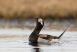 long-tailed duck<br><i>(Clangula hyemalis; NL: ijseend)</i>