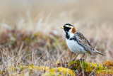 lapland longspur<br><i>(Calcarius lapponicus)</i>