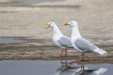 glaucous gull(Larus hyperboreus)