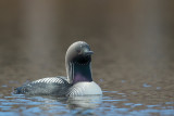 pacific loon(Gavia pacifica)