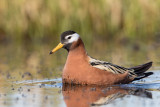 red phalarope (f.)(Phalaropus fulicarius, NL: rosse franjepoot))