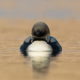 pacific loon(Gavia pacifica)