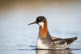red-necked phalarope(Phalaropus lobatus; NL: grauwe franjepoot)