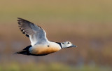 steller's eider(Polysticta stelleri)