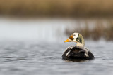 spectacled eider(Somateria fischeri, NL: brileider)