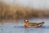 red phalarope<br><i>(Phalaropus fulicarius, NL: rosse franjepoot)</i>