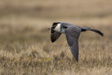 pomerine skua(Stercorarius pomarinus, NL: middelste jager)