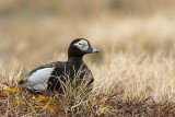 long-tailed duck (m.)(Clangula hyemalis; NL: ijseend)