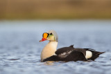 king eider(Somateria spectabilis, NL: koningseider)