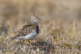 pectoral sandpiper(Calidris melanotos, NL: gestreepte strandloper)