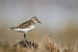 semipalmated sandpiper(Calidris pusilla, NL: grijze strandloper)