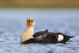 king eider(Somateria spectabilis, NL: koningseider)