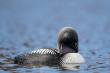pacific loon(Gavia pacifica)