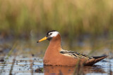 red phalarope (f.)(Phalaropus fulicarius, NL: rosse franjepoot)