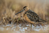 long-billed dowitcher(Limnodromus scolopaceus, NL: grote grijze snip)