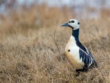 stellers eider<br><i>(Polysticta stelleri)</i>