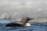 pacific loon(Gavia pacifica, NL: pacifische parelduiker)