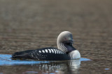 pacific loon<br><i>(Gavia pacifica, NL: pacifische parelduiker)</i>