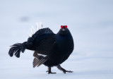 black grouse<br><i>(Tetrao tetrix)</i>