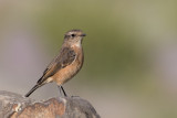 siberian stonechat<br><i>(Saxicola maurus, NL aziatische roodborsttapuit)</i>