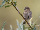 common rosefinch (f.)<br><i>(Carpodacus erythrinus, NL: roodmus)</i>