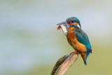 common kingfisher<br><i>(Alcedo atthis, NL: ijsvogel)</i>