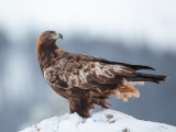 GOLDEN EAGLE