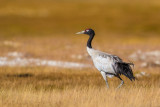 black-necked crane<br><i>(Grus nigricollis, NL: zwarthalskraanvogel)</i>
