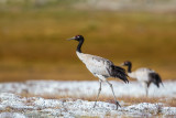 black-necked crane<br><i>(Grus nigricollis, NL: zwarthalskraanvogel)</i>