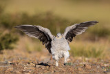 tibetan sandgrouse<br><i>(Syrrhaptes tibetanus, NL: tibetaans steppehoen)</i>