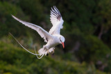 red-billed tropicbird<br><i>(Phaethon aethereus, NL: roodsnavelkeerkringvogel)</i>