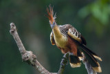 hoatzin <br><i>(Opisthocomus hoazin)</i>