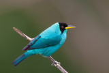 green honeycreeper (m.)<br><i>(Chorophanes spiza, NL: groene suikervogel)</i>