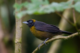 PANAMA