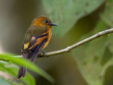 cinnamon flycatcher<br><i>(Pyrrhomyias cinnamomeus, ESP: birro chico)</i>